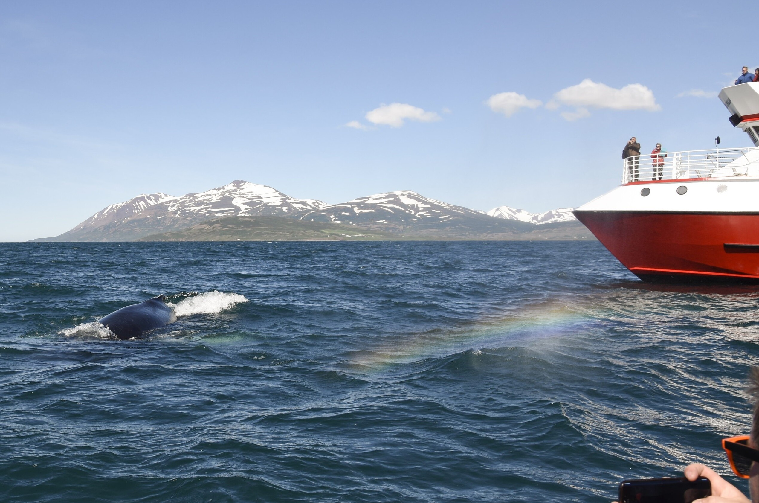 Akureyri Classic Whale Watching | Hekla.com