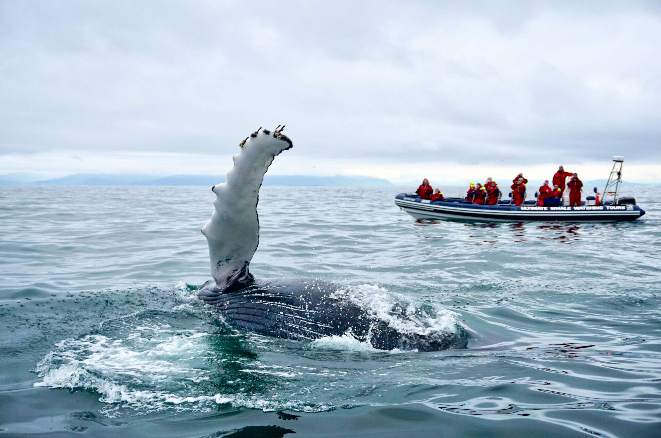 whale watching tour iceland price
